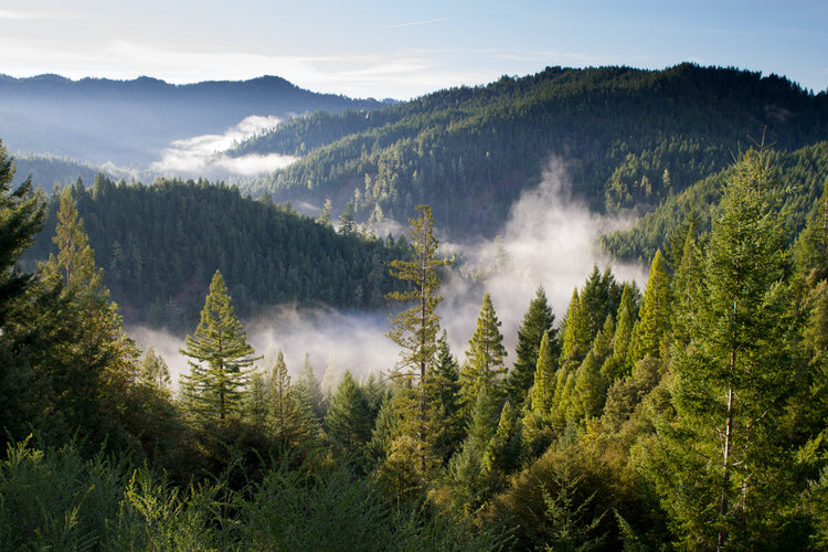 files/654_Forest_Trees.jpg